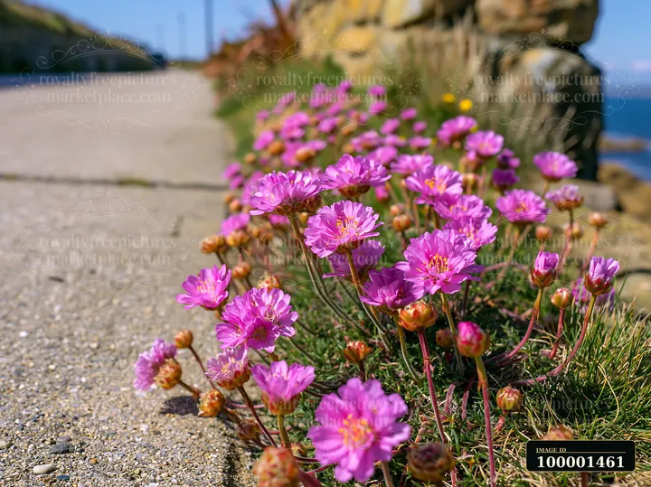 Bright pink flowers grow along a concrete path next to a stone wall by the sea.