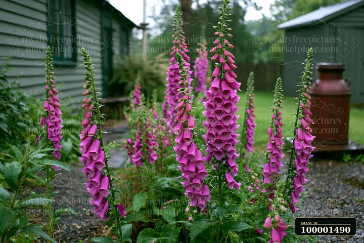 Tall foxglove flowers grow next to a cottage, adding color to the garden.