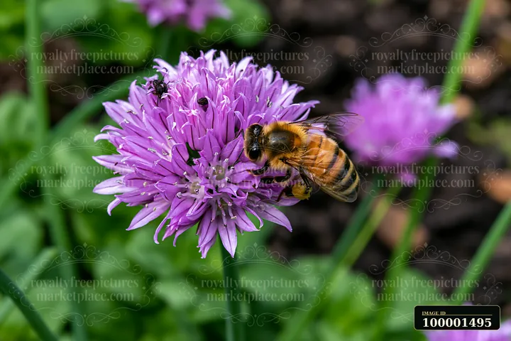 Chive flowers in herb bed attract a bee collecting nectar, showcasing a vibrant garden scene.