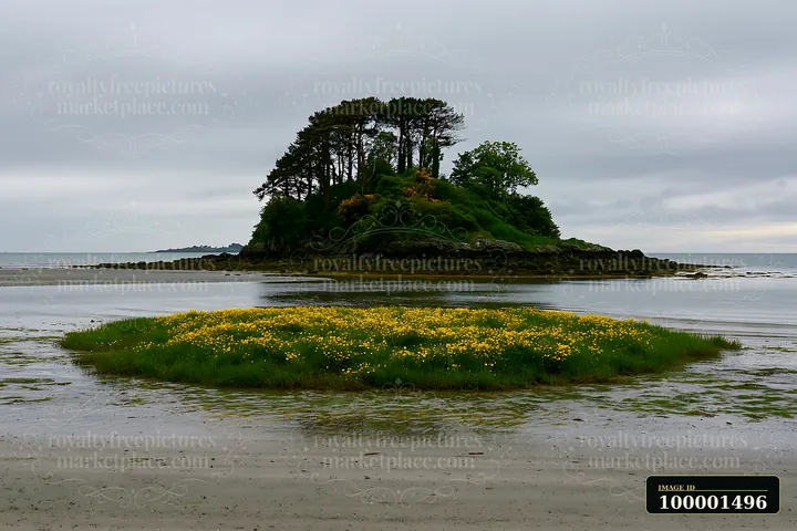 An island covered with buttercups is surrounded by shallow water and sandy beach.