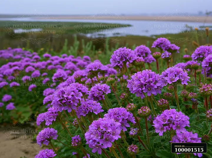 Purple flowers grow near a salt marsh and a calm water body.