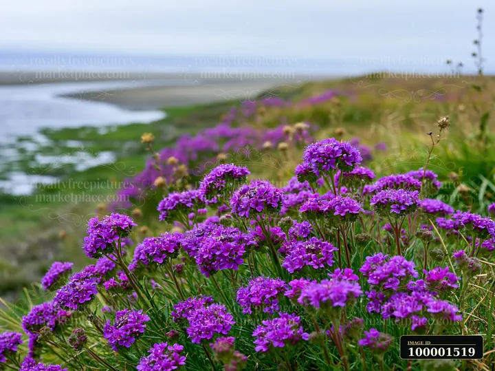 A view of a coastline with salt marsh and vibrant purple flowers along the riverbank.
