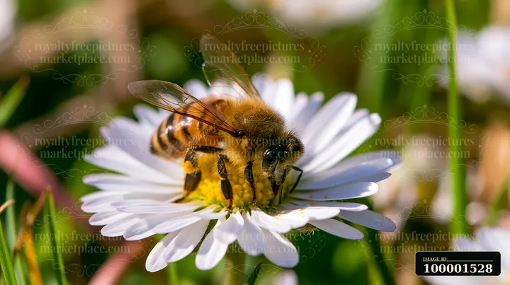 A honey bee crawling on the petal of a white flower in a green field showcases the natural behavior of pollinators.