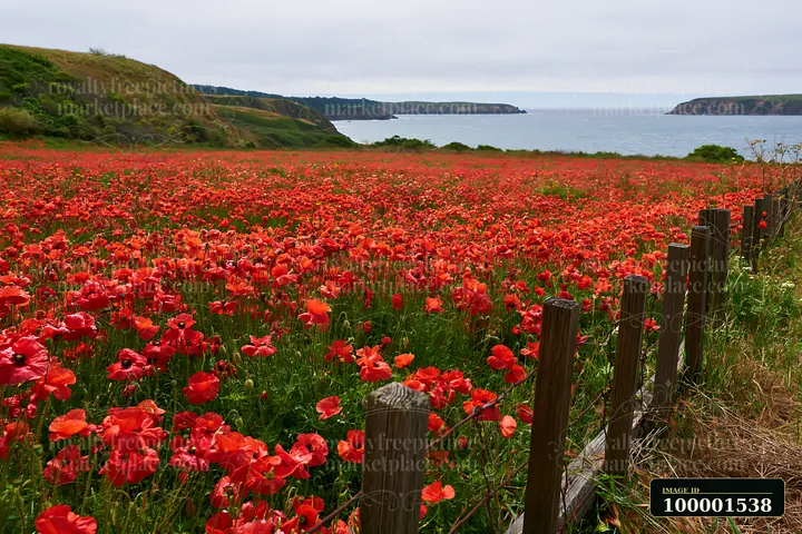 A wide view of flower-covered island landscape shows a vibrant field of red flowers stretching towards the ocean in the background.