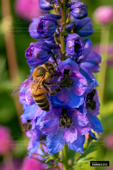 A bee collects nectar from vibrant delphinium flowers in a blooming garden during daylight.