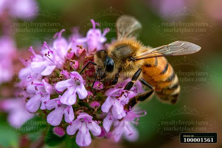 Honey bee perched motionless on purple flowers is gathering nectar in a garden setting.
