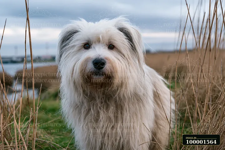 A rare dog breed stands among tall grass by the seaside.