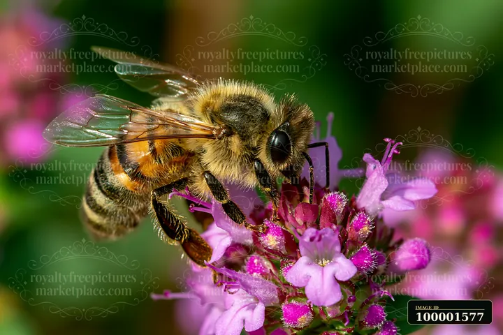 A honey bee perched motionless on vibrant pink flowers in a garden.
