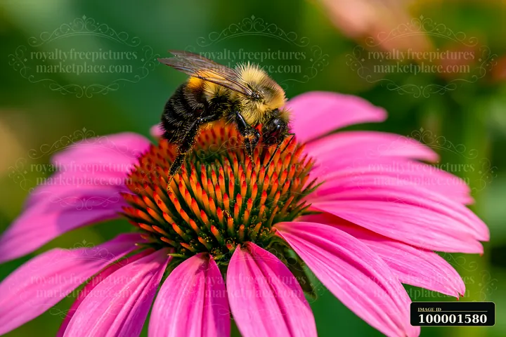 Echinacea flowers in prairie serve as a food source for a bee.