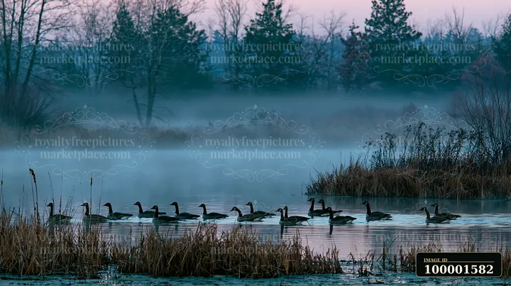Geese swim in a calm body of water while fog drifts across a meadow in the early morning light.