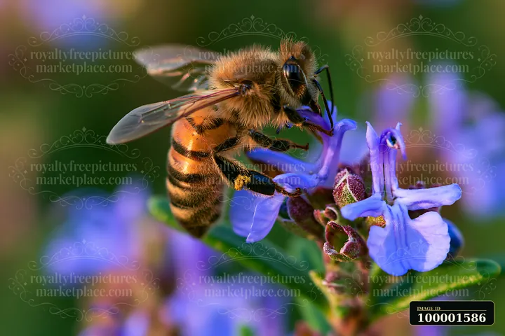 A honey bee perched on a stem feeds on purple flowers in a garden.