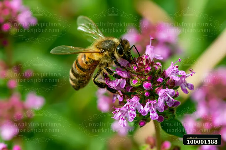 A honey bee on thyme flower gathers nectar during a sunny day in the garden.