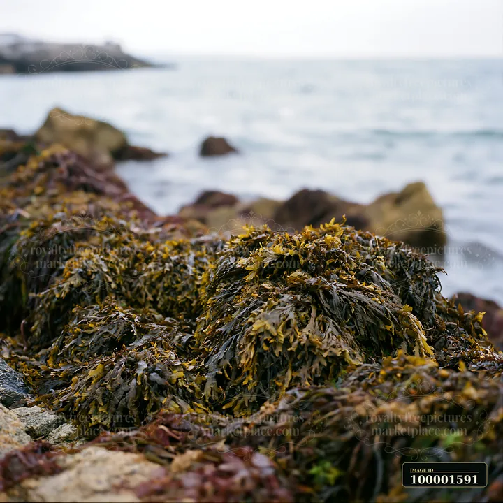 The coastline with protective sea wall features rocks and seaweed along the shore.