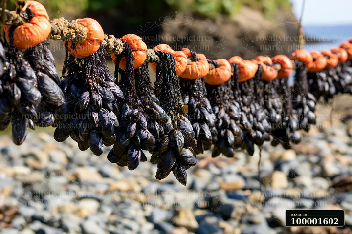 Mussels hang from ropes at a coastline with mussel farms.