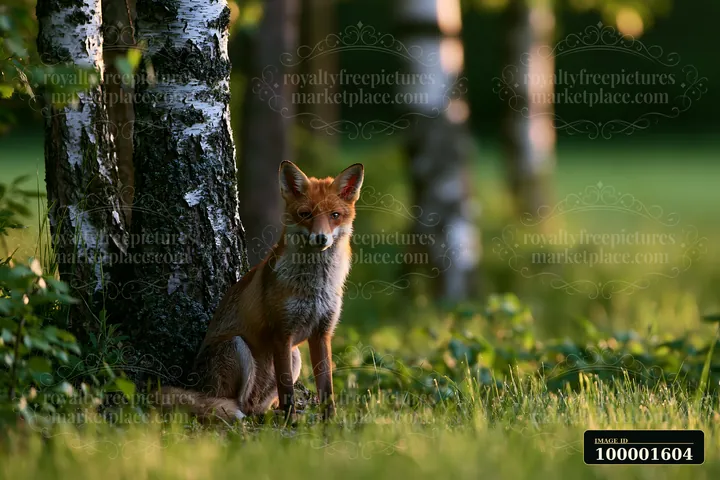 A fox sits near a tree in a shaded meadow in woodland clearing.
