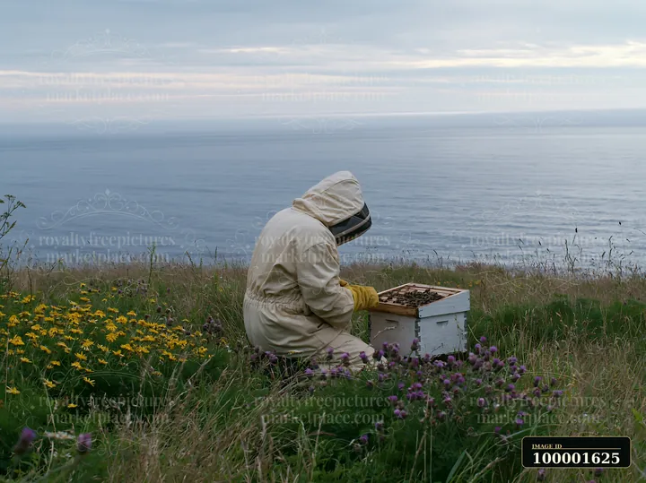 A beekeeper in protective gear works on a beehive surrounded by colorful wildflowers in a coastal meadow overlooking ocean.