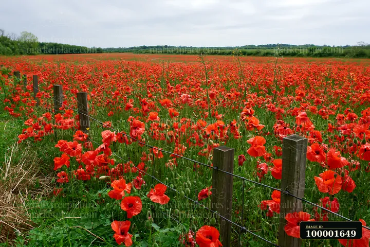 A wide view of flower-covered island landscape shows a field of bright red poppies stretching across the ground near a wooden fence.