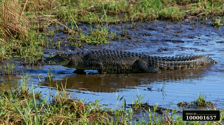 A saltwater crocodile is moving through the shallows of a wetland area in the Northern Territory.