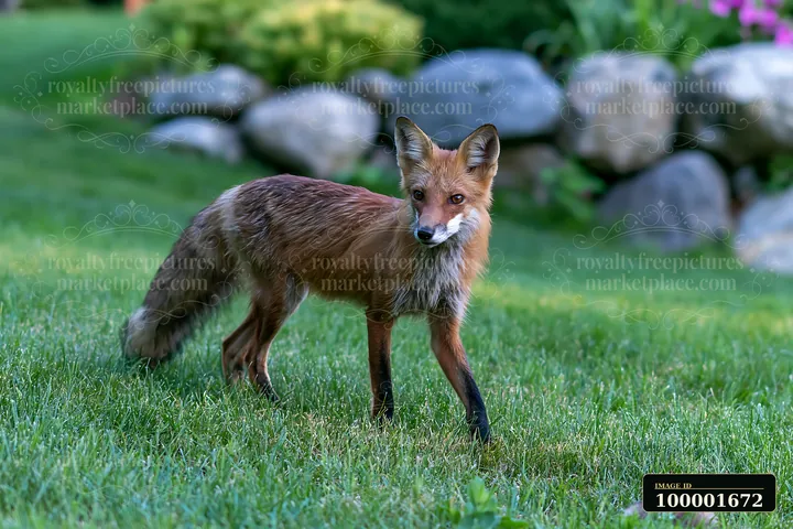 A fox is crossing a meadow, moving gently among the grass and flowers in a bright setting.