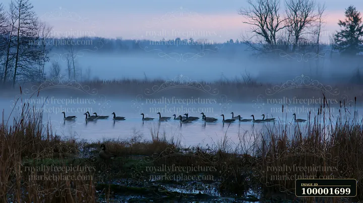 Fog drifting across meadow surrounds a group of geese swimming in calm water at dawn.