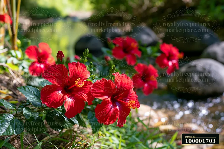 Bright red flowers grow near a stream surrounded by rocks and greenery.