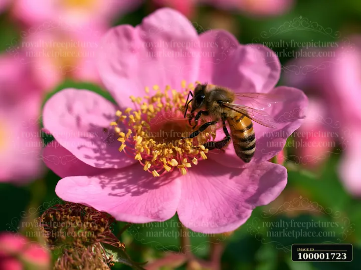 A bee gathers pollen from a pink rose in a cottage garden with blooming roses.