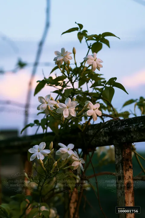 Jasmine flowers at dusk bloom on a garden fence with a soft sky in the background.