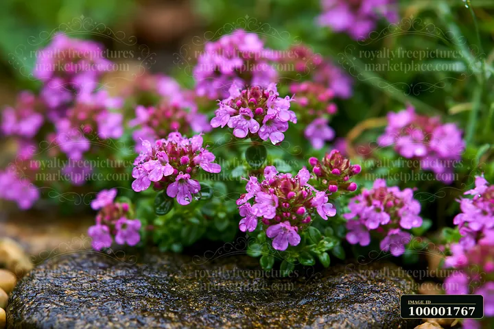 Thyme flowers between stones grow among small rocks in a garden.