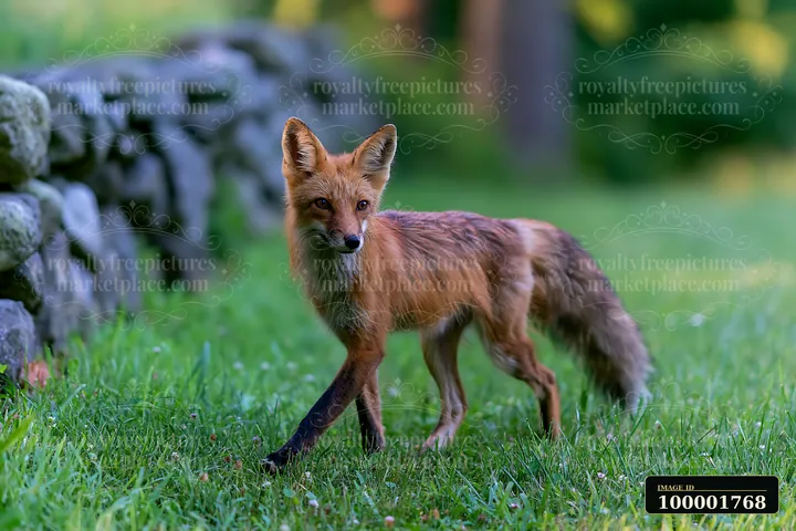 A fox walks across a meadow with green grass and a stone wall in the background.
