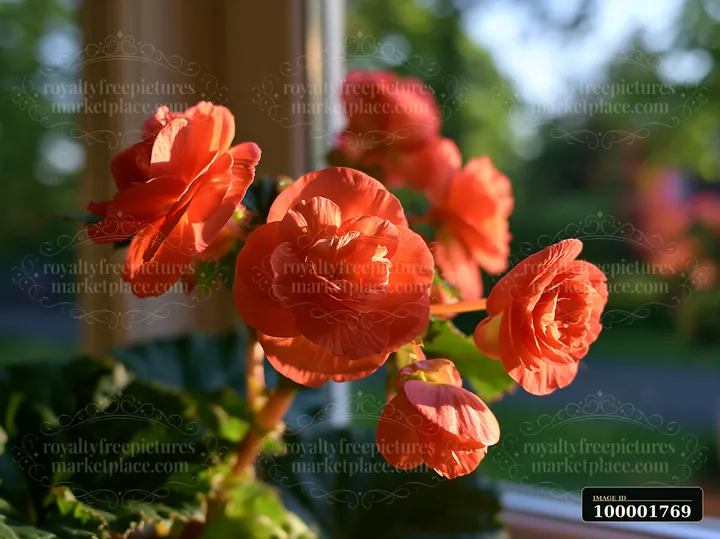 Bright begonia flowers bloom in sunlight on a balcony surrounded by greenery.