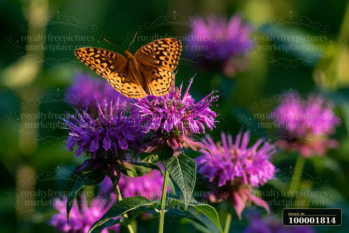Butterflies gather on vibrant monarda flowers in a natural garden setting during daylight hours.