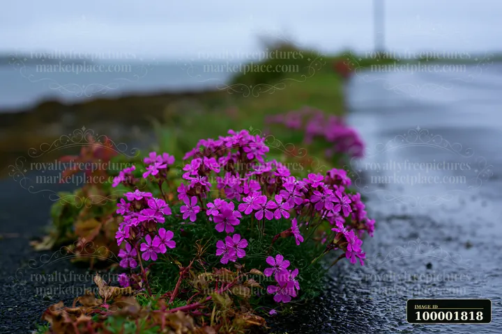 Purple flowers grow along a wet road beside the ocean, showcasing vibrant colors against a grey backdrop.