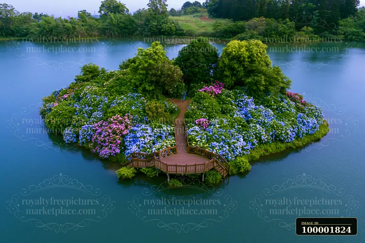 A small island is covered with hydrangeas in various colors.