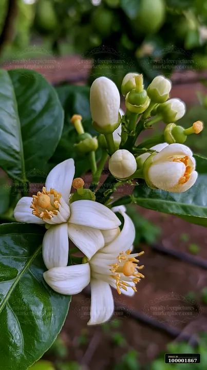 Orange tree flowers close up show white blooms with yellow centers among dark green leaves.