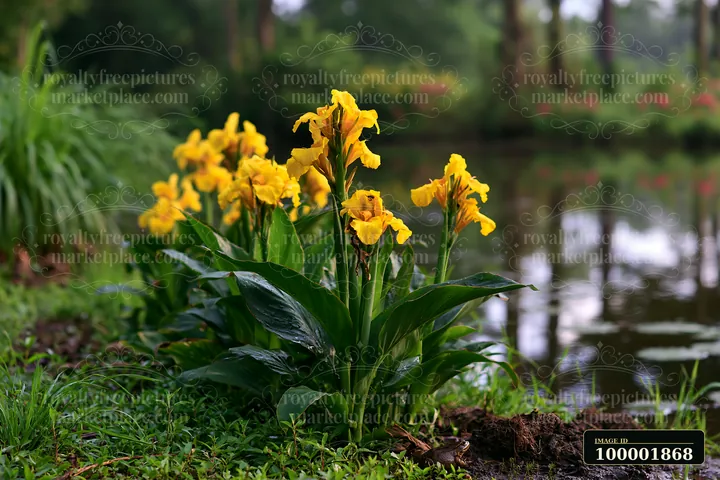 Canna lily flowers bloom by a pond in a garden.