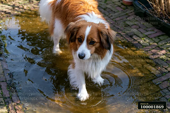 A rare dog breed photographed from above walks through a puddle on a brick pathway.