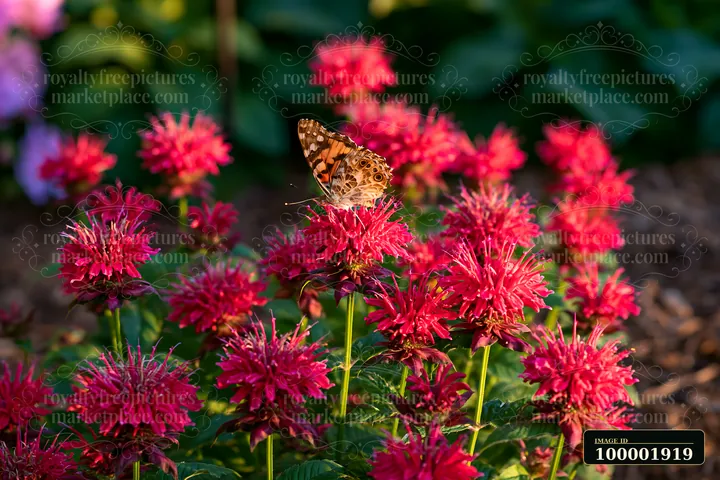 Bright red monarda flowers attract a butterfly in a sunny garden.