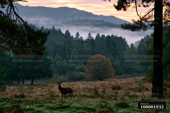 A deer stands in a meadow as fog drifts through pine forest mountains at sunrise.