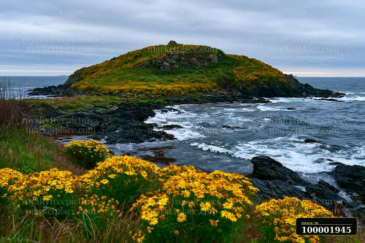A flower-covered island landscape shows bright yellow flowers lining the shore as waves crash against the rocky beach.