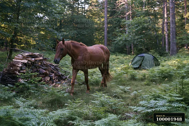 A horse walks in a forested area where camping equipment is set up.