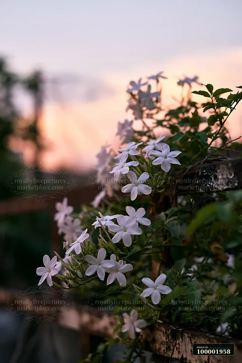 Jasmine flowers at dusk are seen growing along a weathered fence.