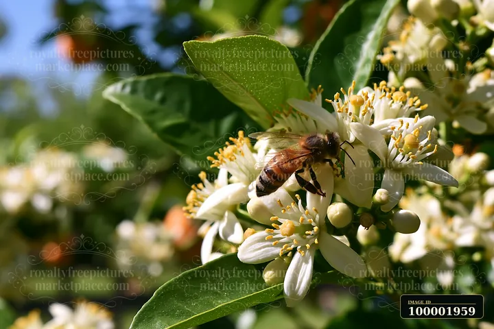 Bees collect nectar from orange tree flowers close up amidst green leaves in a sunny orchard.