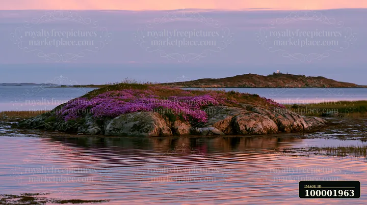 A rocky island features vibrant sea lavender blooming along its shores, reflecting in the calm waters during sunset.