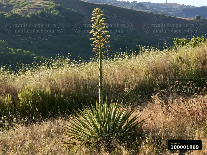 A tall agave flower stalk stands outdoors in a field, surrounded by dry grass and green hills in the background.