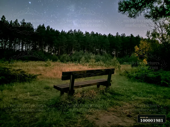 A wooden bench sits in an open area surrounded by pine trees, under a starry night sky.