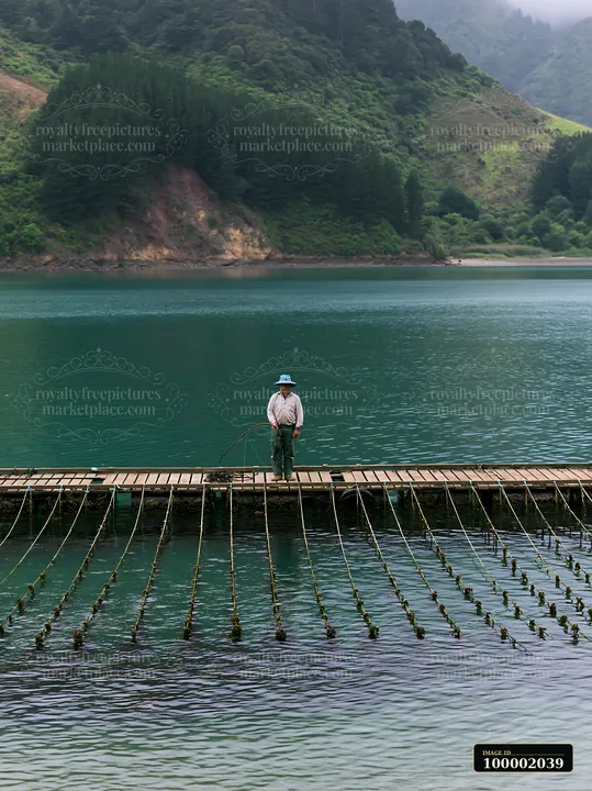 A worker stands on a wooden platform by the water, tending to mussel farms along a tranquil coastline.