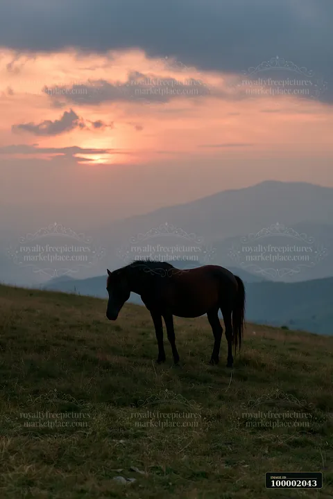 Wild horses graze in a field during golden hour, silhouetted against a colorful sky.