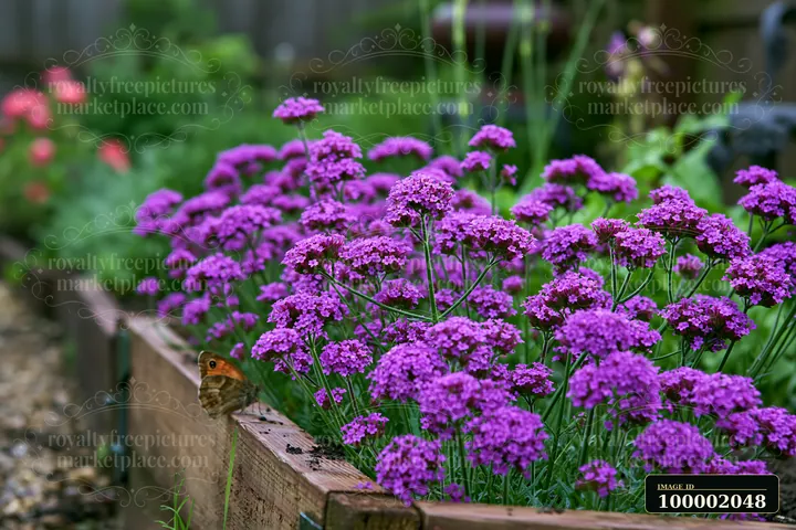 Purple verbena flowers bloom in a container garden with green foliage in the background.