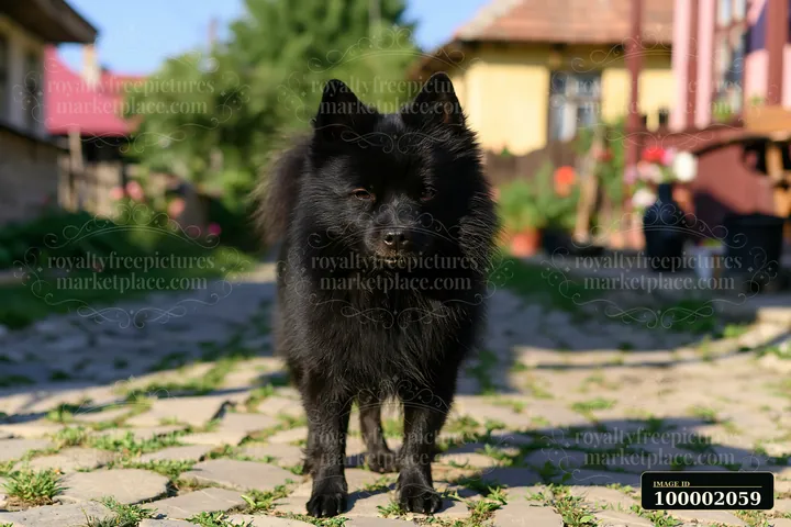 A rare dog breed on rural road stands among cobblestones with greenery and old houses in the background.