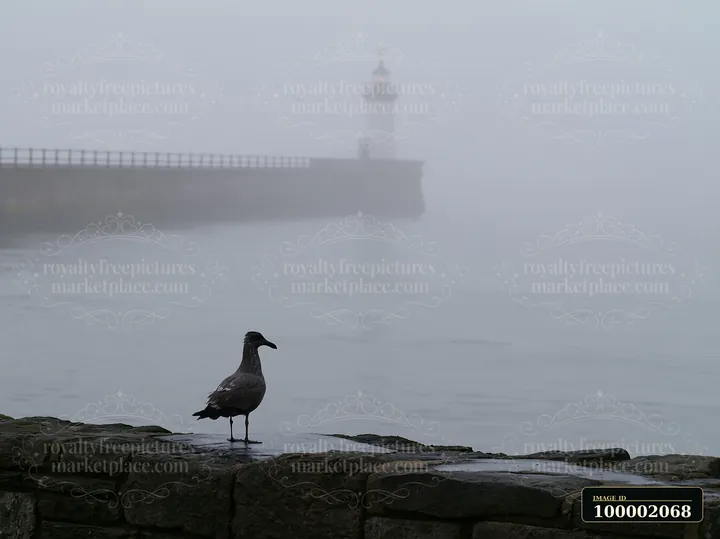 A seagull perches on a stone wall beside a lighthouse in heavy ocean fog.
